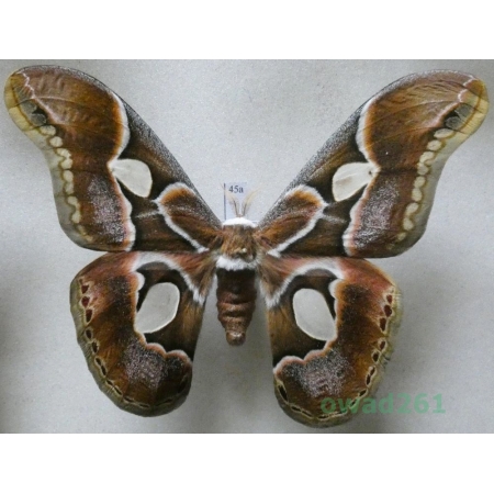 Rothschildia arethusa Walker, 1855 male Argentina 98mm45a